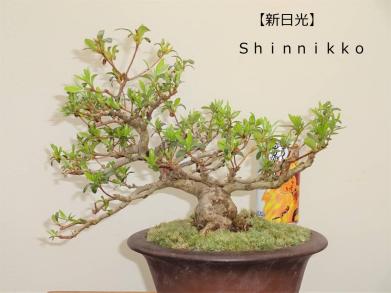 鹿沼のさつき屋さん 【新日光】 雰囲気よい/小品盆栽/素材としても