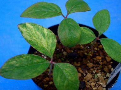 最安値，新作登場 山野草 斑入り 紅花 山芍薬 ヤマシャクヤク(ラン)｜売買されたオークション情報、yahooの商品情報をアーカイブ公開 - オークファン ラン