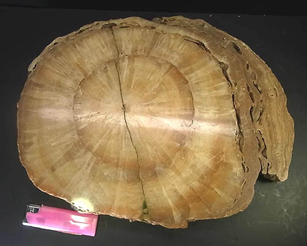 珪化木 鑑賞石 木化石 原石 化石 : (Petrified Identifier Rock 鉱物
