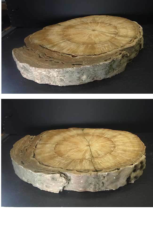 珪化木 鑑賞石 木化石 原石 化石 : (Petrified Identifier Rock 鉱物