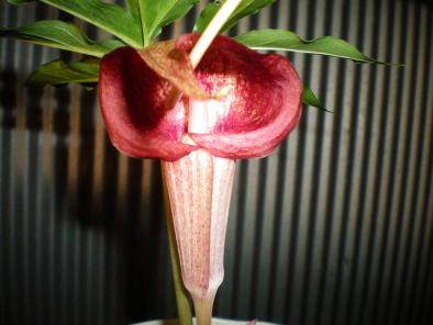 ☆☆山野草・・・ウラシマソウの赤花・・・斑入り☆☆