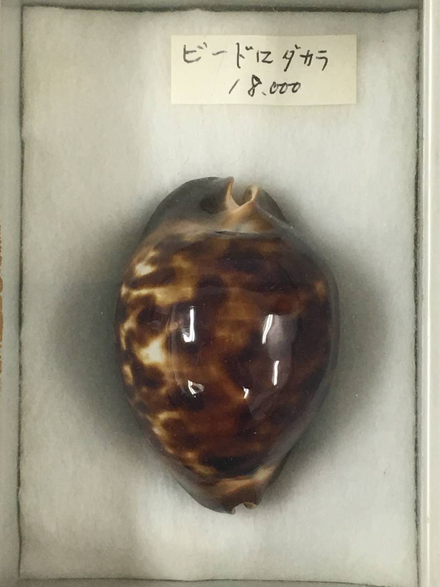 貝殻標本の通販 貝 貝殻 標本 貝標本 ビードロダカラ 65mm ケース付