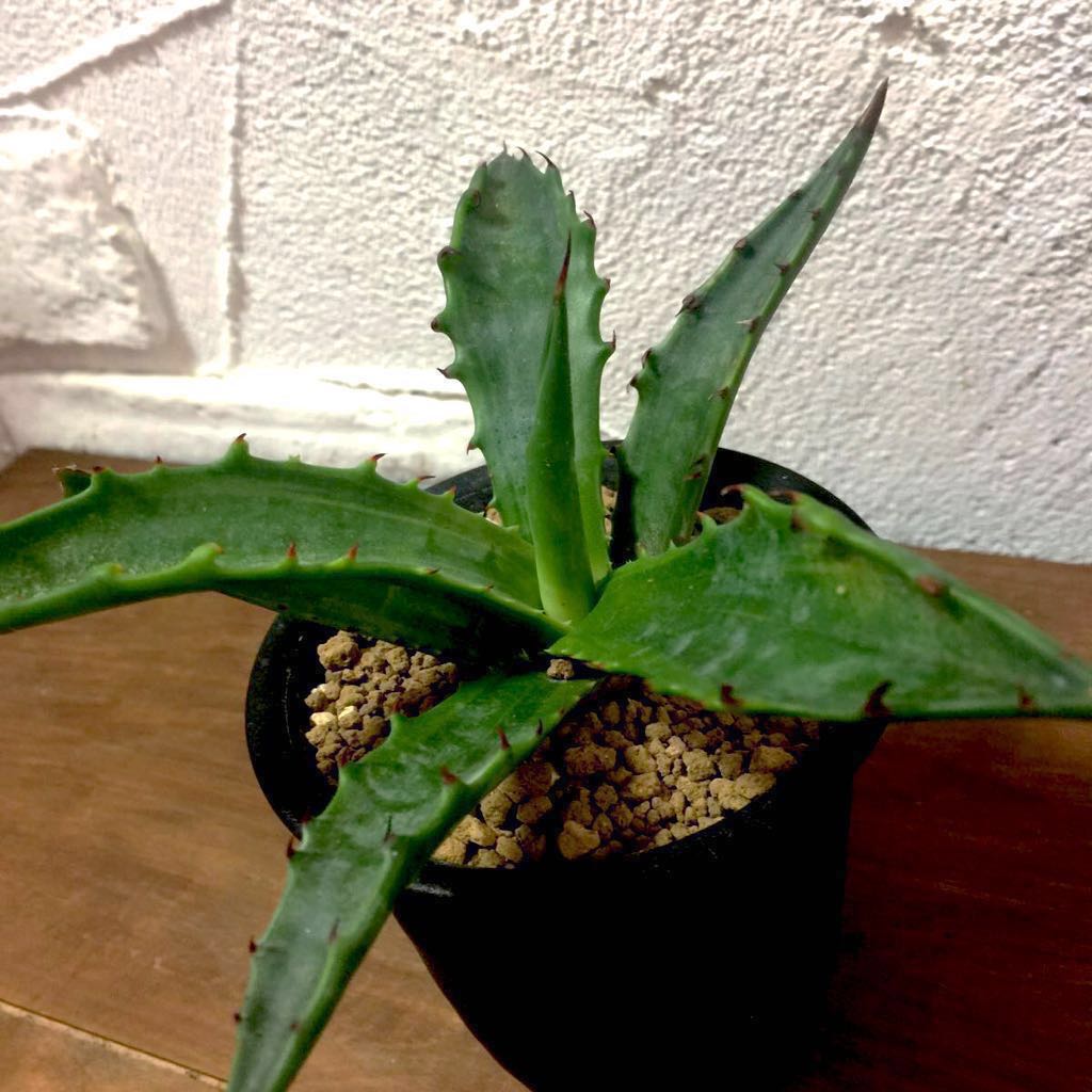 アガベ マルモラータ錦 Agave Marmorata 斑入り 種 多肉 植物 アガベ アガベ 売買されたオークション情報 Yahooの商品情報をアーカイブ公開 オークファン Aucfan Com