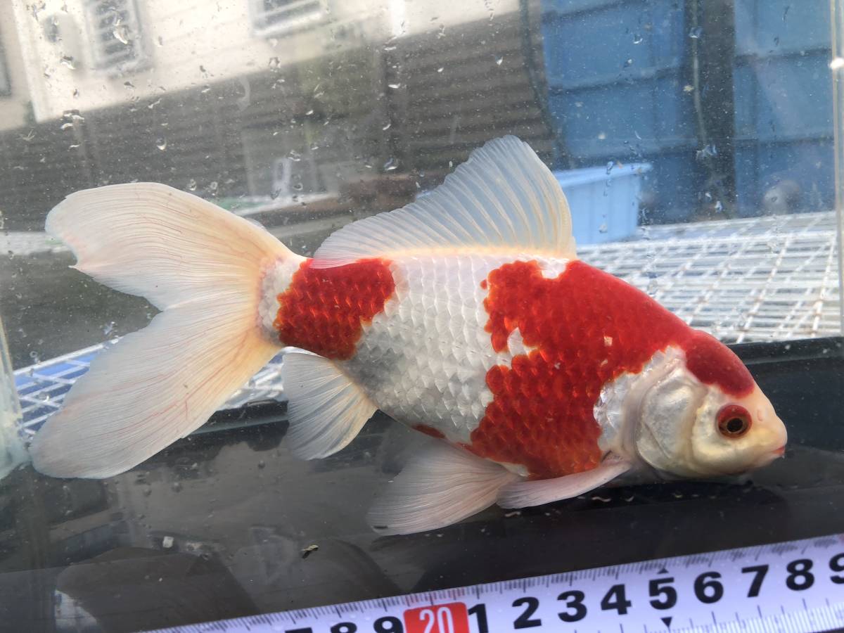 コメット 雄 23cm前後 16年第34回観賞魚フェア 2歳魚部門優勝魚 金魚 売買されたオークション情報 Yahooの商品情報をアーカイブ公開 オークファン Aucfan Com