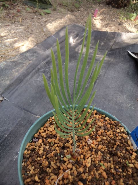 サイカス カイルンシアナ Cycas Cairnsiana 実生 №20