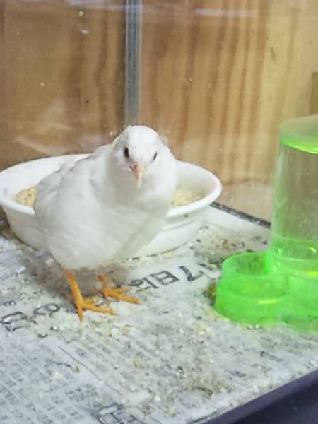 ☆ヒメウズラ☆白姫☆孵化用7個割れ保証3個(合計10個(定形外可)_1