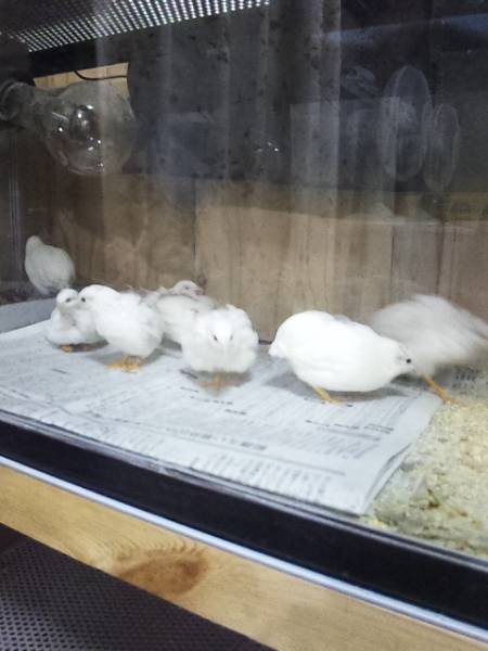 ☆ヒメウズラ☆白姫☆孵化用7個割れ保証3個(合計10個(定形外可)_2