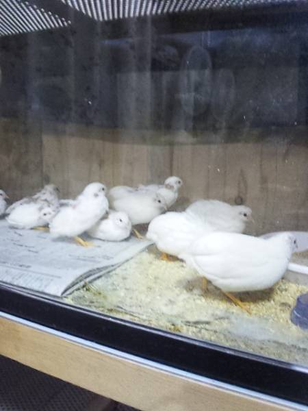 ☆ヒメウズラ☆白姫☆孵化用7個割れ保証3個(合計10個(定形外可)_3