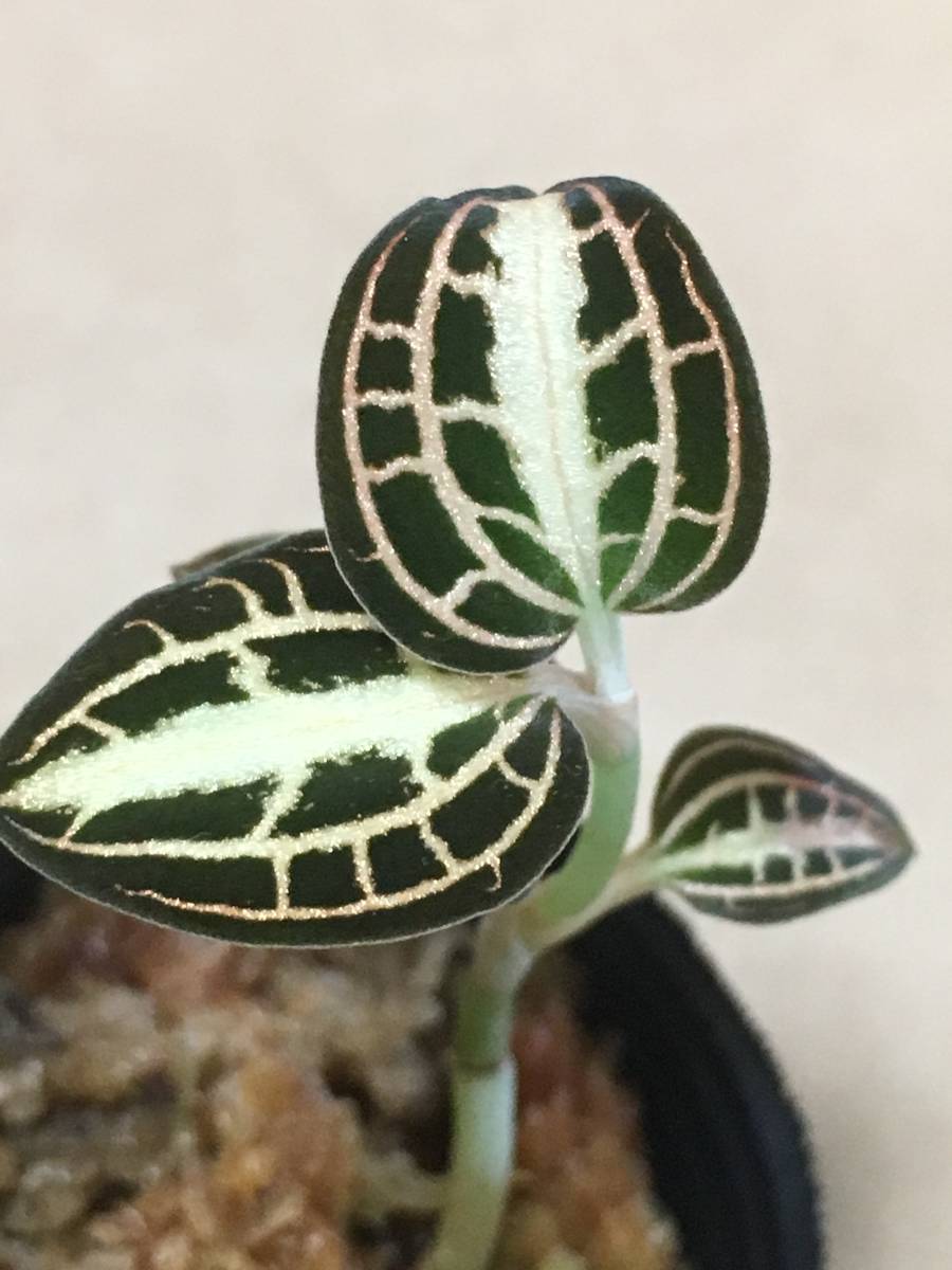 アネクトキルス アルボリネアータス バリエガータ 激レア ジュエル オーキッド _1