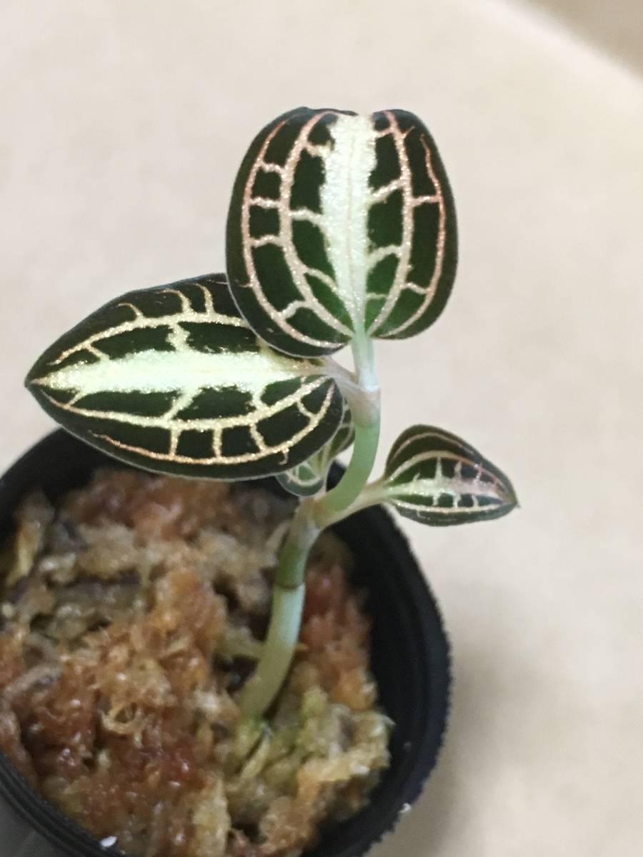 アネクトキルス アルボリネアータス バリエガータ 激レア ジュエル オーキッド _2