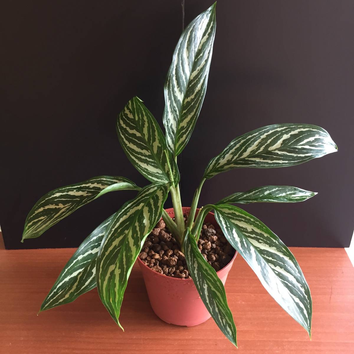 アグラオネマ ニティドゥーム カーティシー（Aglaonema nitidum curtisii）