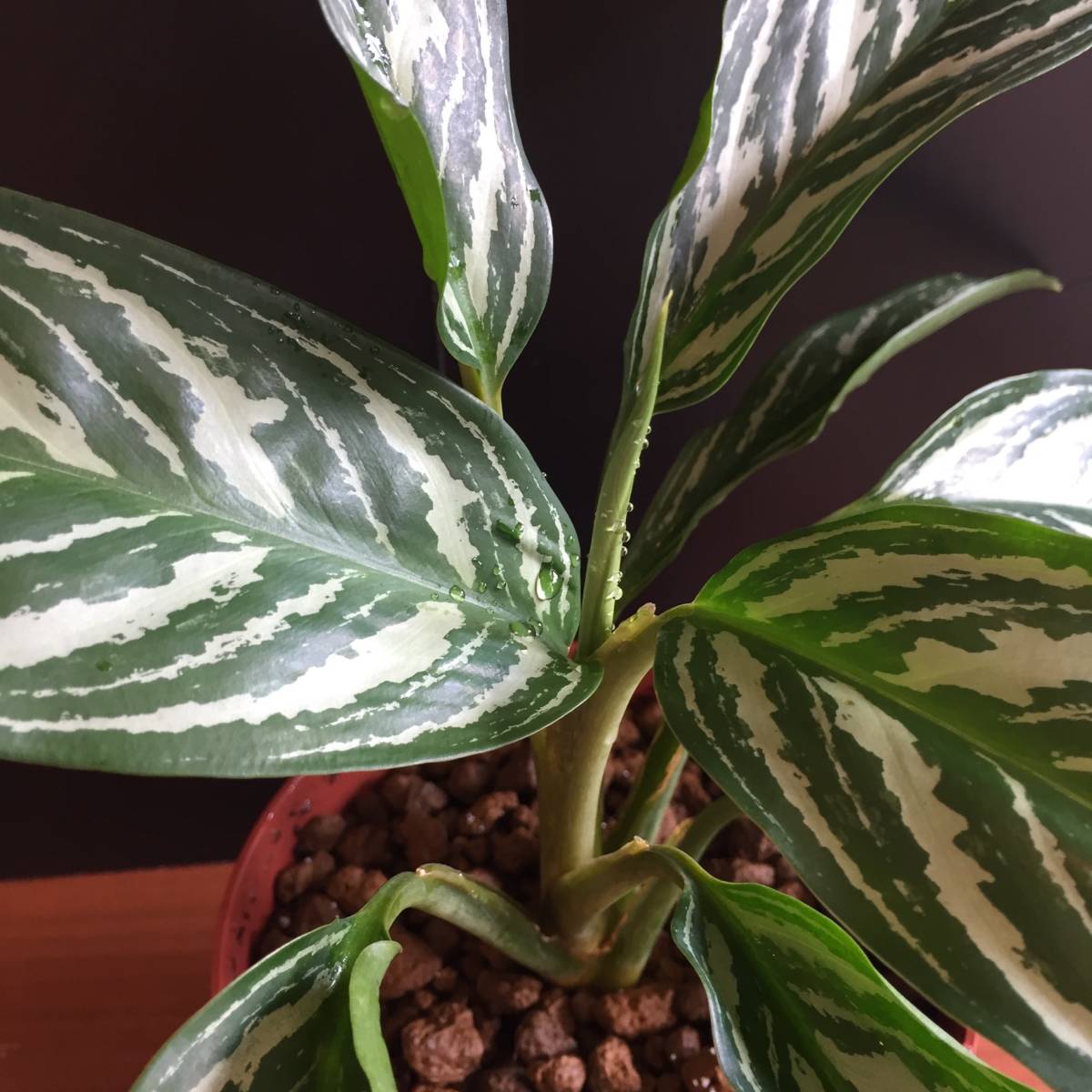 アグラオネマ ニティドゥーム カーティシー（Aglaonema nitidum
