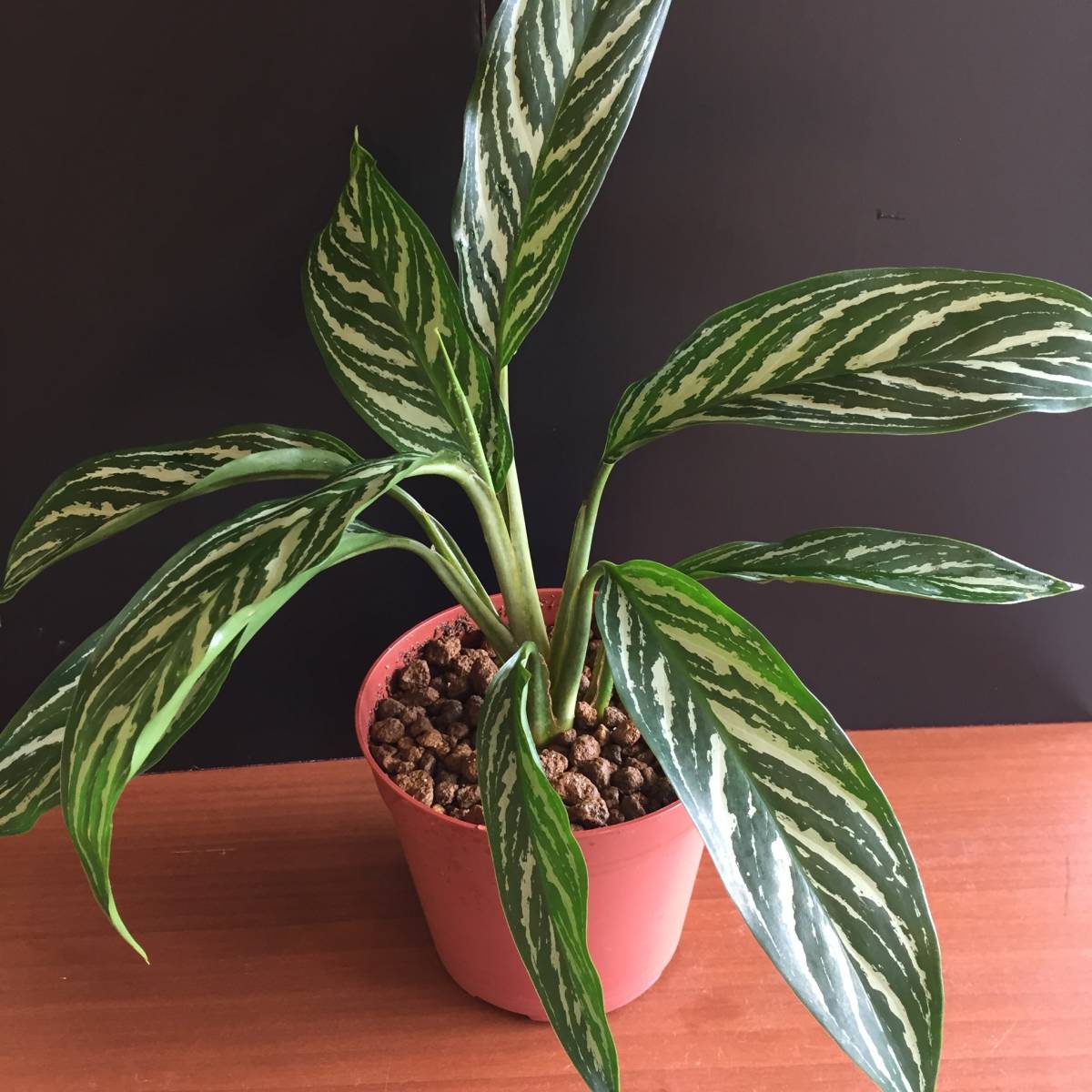 アグラオネマ ニティドゥーム カーティシー（Aglaonema nitidum