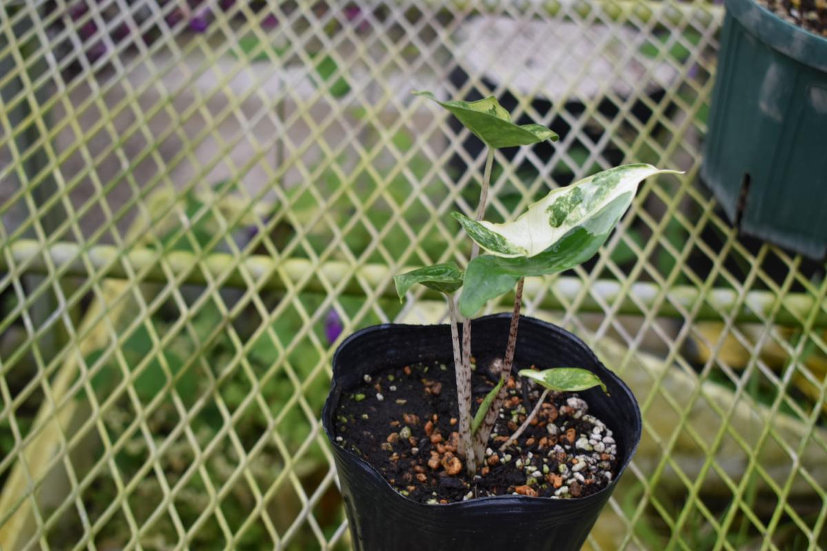 アロカシア ゼブリナ I インドアプランツ I プラントソサエティ 180539