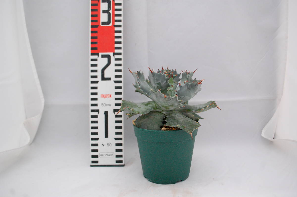 アガベ・イシスメンシス / Agave isthmensis 多肉植物 観葉植物