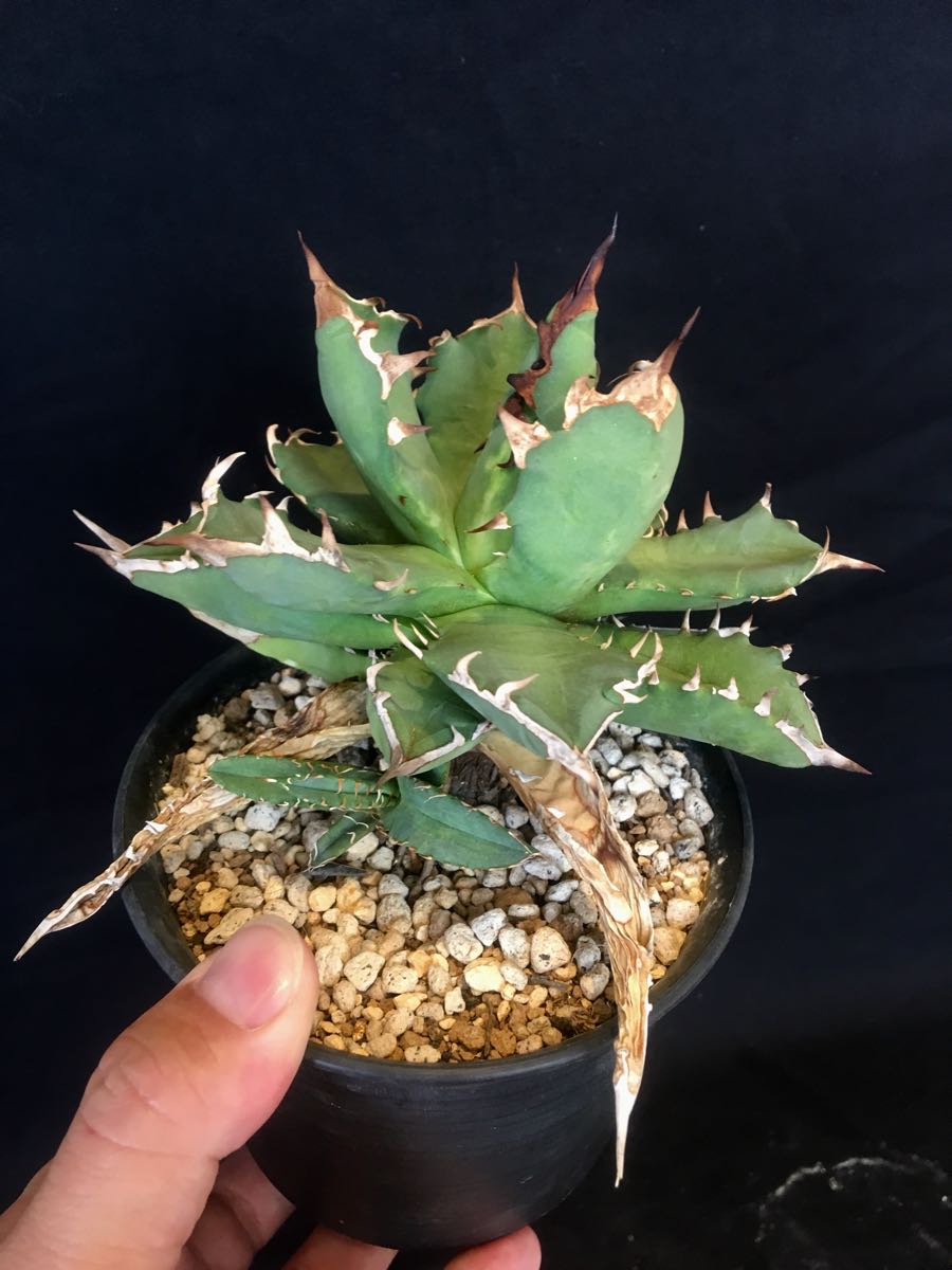 チタノタ アガベ Agave Uncle ノーネーム owl（A42 Agave titanota