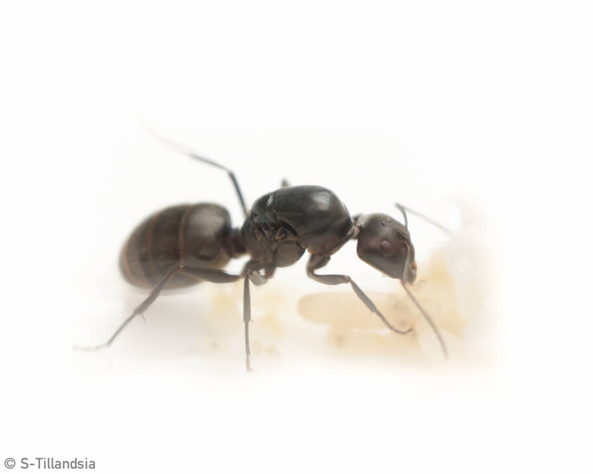 S Ant Camponotus Japonicus クロオオアリ 新女王アリ 飼育ケースセット その他 売買されたオークション情報 Yahooの商品情報をアーカイブ公開 オークファン Aucfan Com