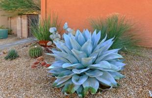 Agave ovatifolia アガベ オバティフォリア 鯨舌 種子 50粒（アガベ 
