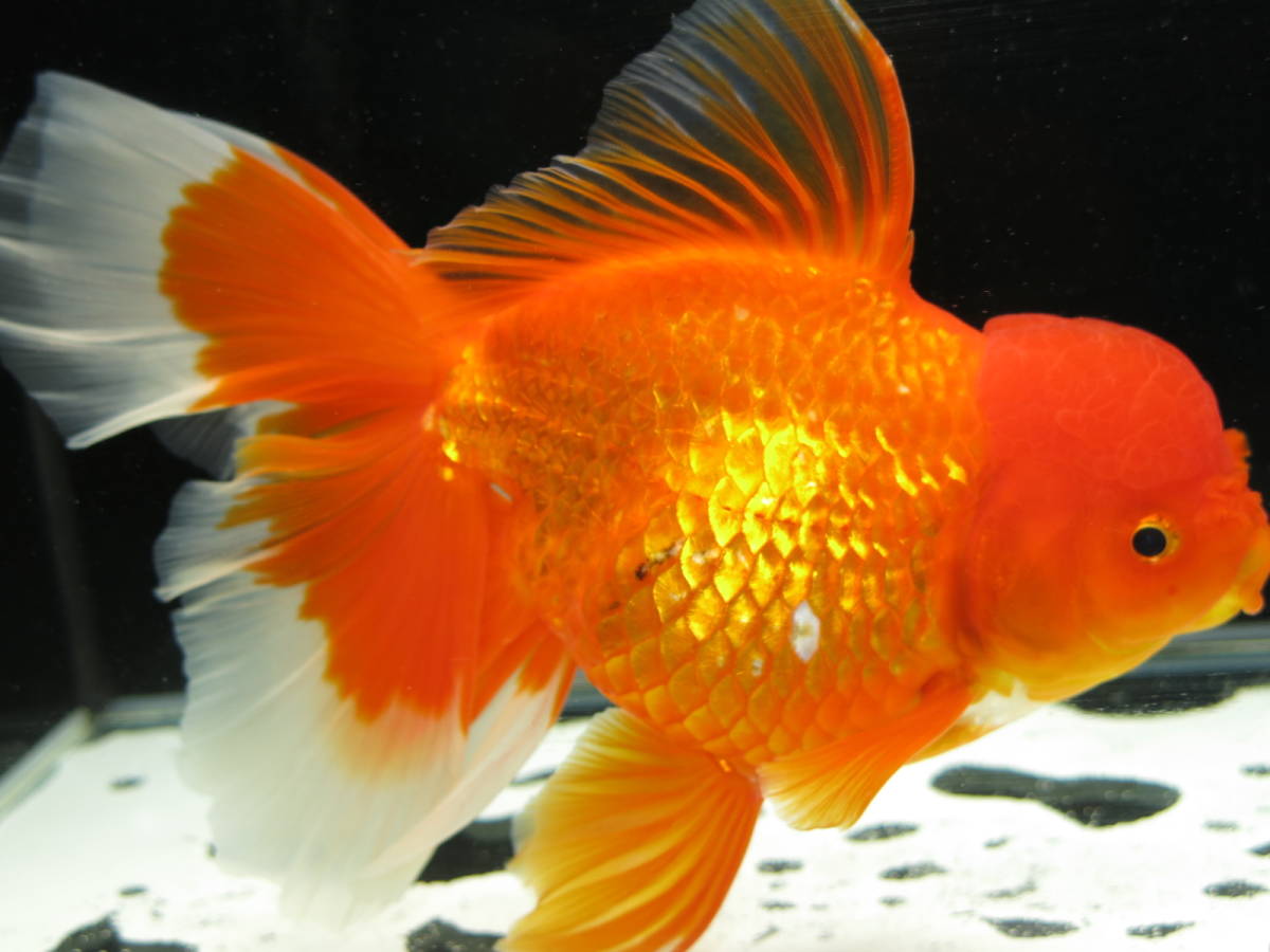 上物・鳳凰オランダ獅子頭・21cm前後③（0626-5) ペット、生き物 魚類