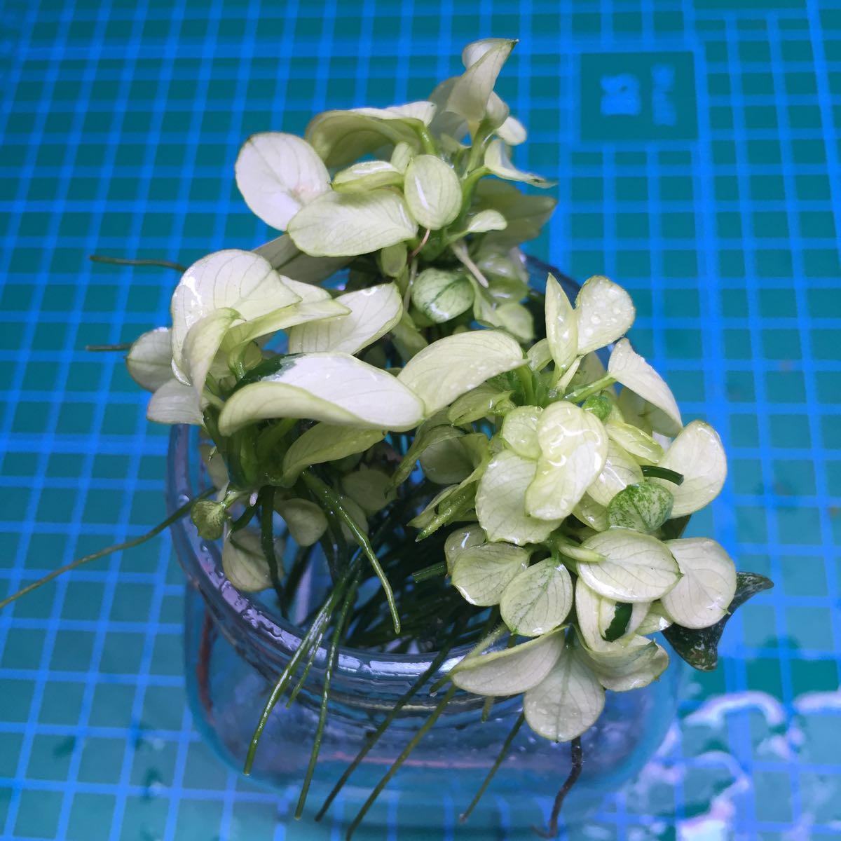 No.20 アヌビアス ナナ 白勝ち株3株セット 子株出てます(無農薬)_1