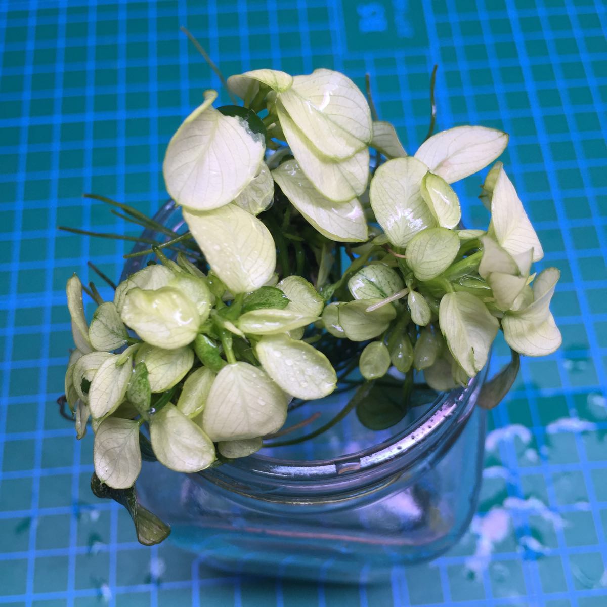 No.20 アヌビアス ナナ 白勝ち株3株セット 子株出てます(無農薬)_2