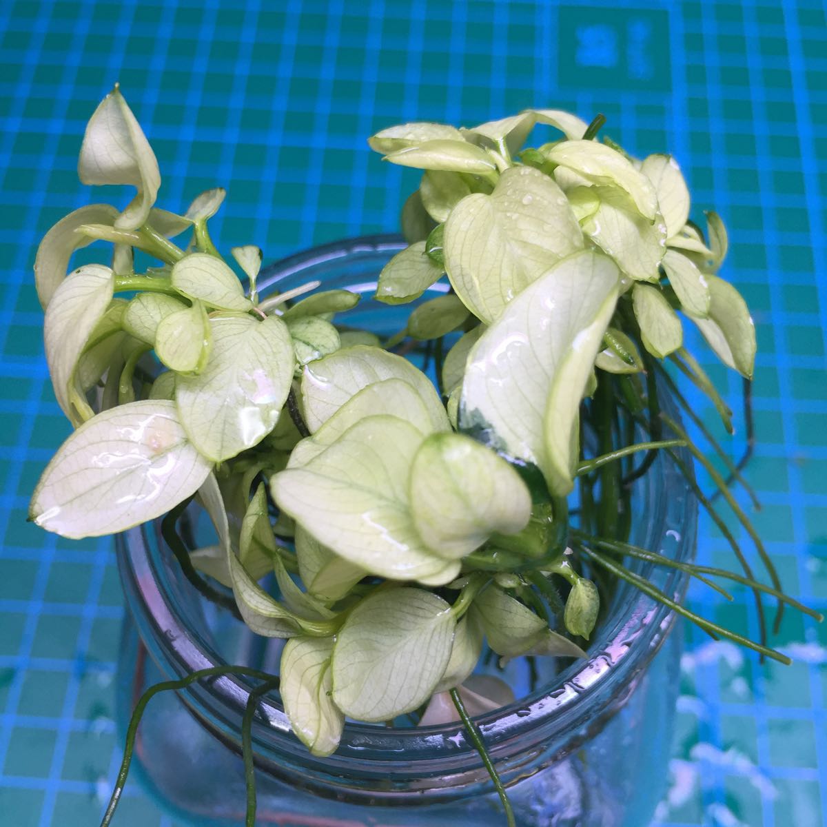 No.20 アヌビアス ナナ 白勝ち株3株セット 子株出てます(無農薬)_4