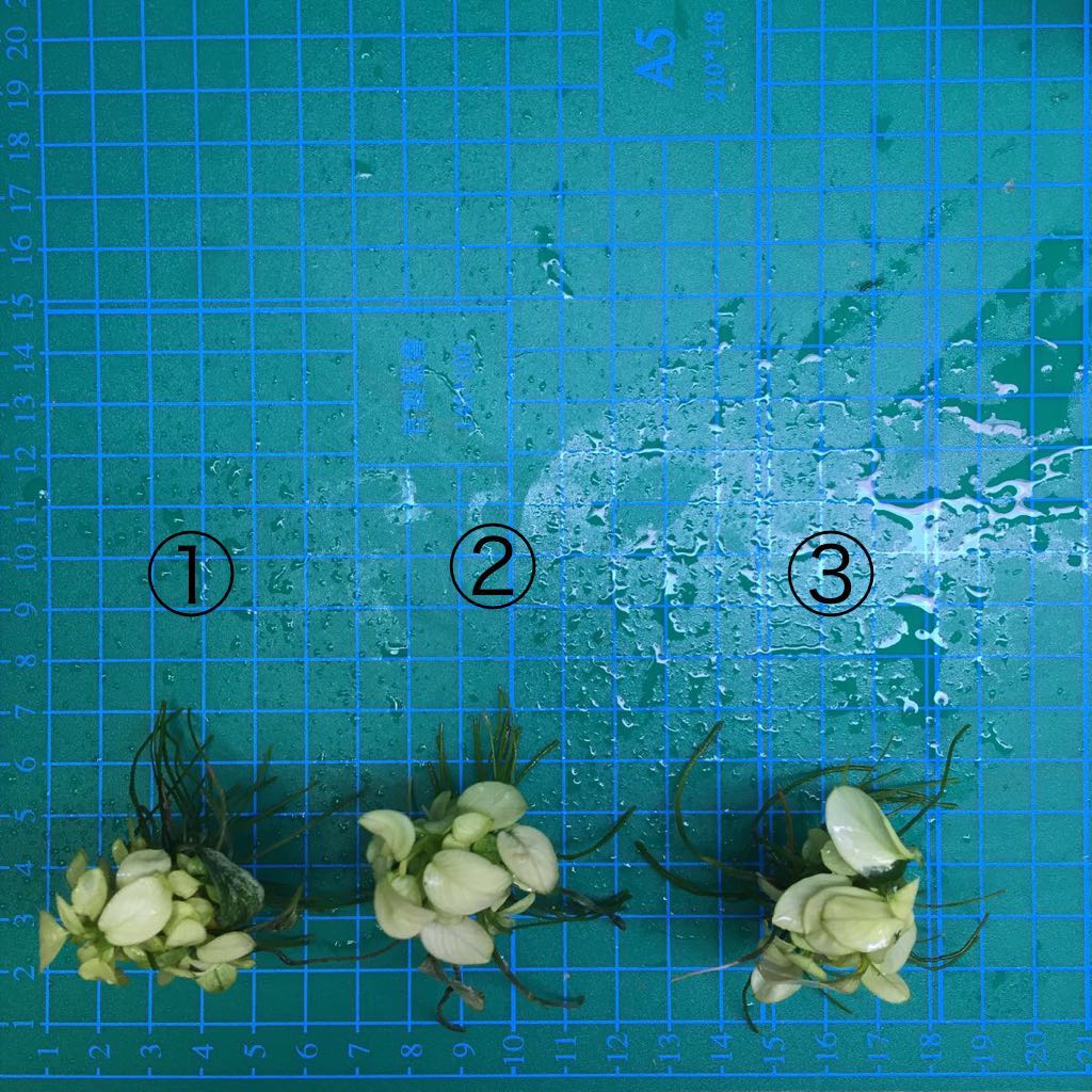 No.20 アヌビアス ナナ 白勝ち株3株セット 子株出てます(無農薬)_5