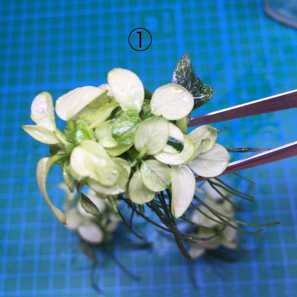 No.20 アヌビアス ナナ 白勝ち株3株セット 子株出てます(無農薬)_6