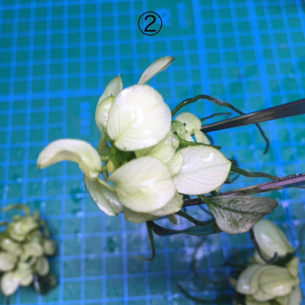 No.20 アヌビアス ナナ 白勝ち株3株セット 子株出てます(無農薬)_7