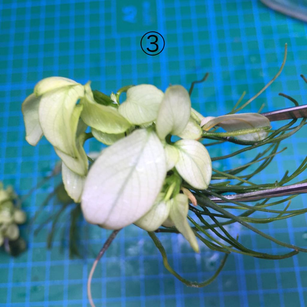 No.20 アヌビアス ナナ 白勝ち株3株セット 子株出てます(無農薬)_8