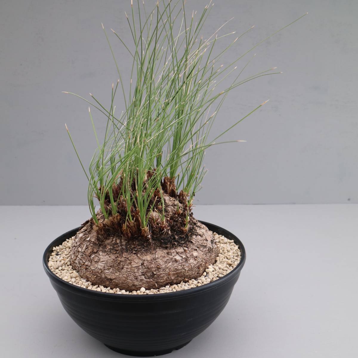 リボーンやけん、これも1円スタートたい！☆ カリバナス フーケリー