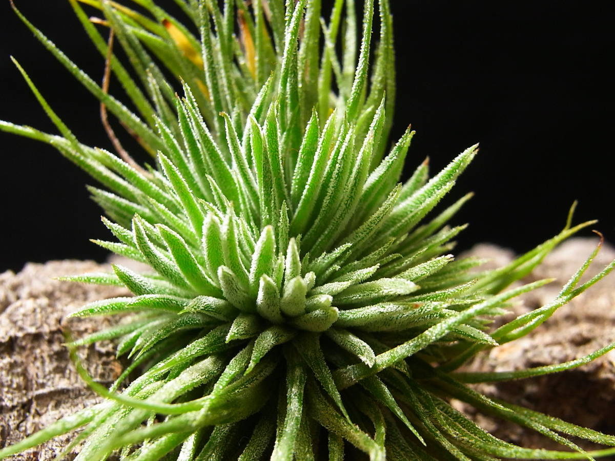 □チランジア・イオナンサ モンストローサ Tillandsia ionantha