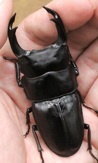 Dorcus【標本】オオクワガタ 能勢産 雌雄同体 65.6ミリ 飼育品
