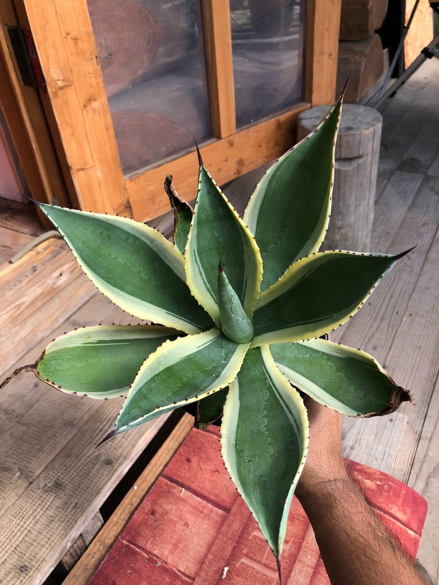 [abiruplants]アガベ セルシー錦 agave 大株
