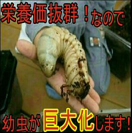 送料無料！80リットル 大きくなるカブトムシ幼虫の餌！送料無料！80