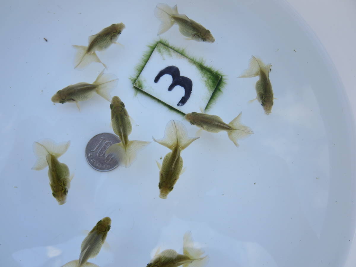 金魚王子土佐金(土佐錦魚) 金魚 7±1cm前後 土佐錦魚・土佐錦（土佐金 