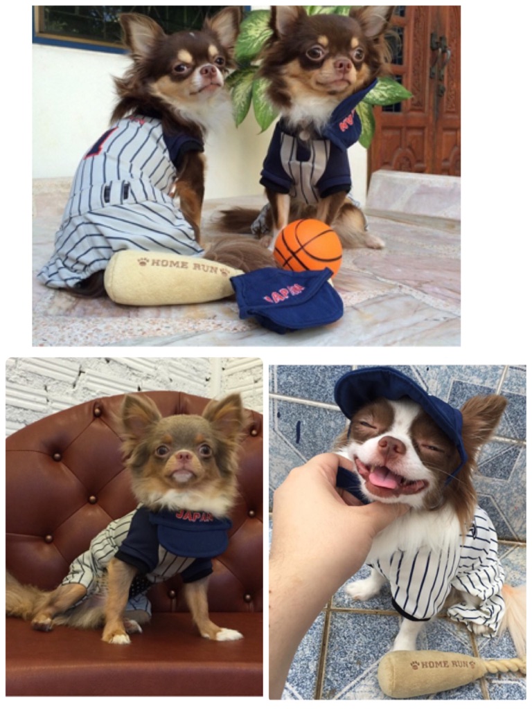 SALE 70%OFF★N7★野球ユニフォーム・キャップ付き★1・2・5号 犬 服 ネイビー 紺 ストライプ 縦縞 日本 中型犬_4