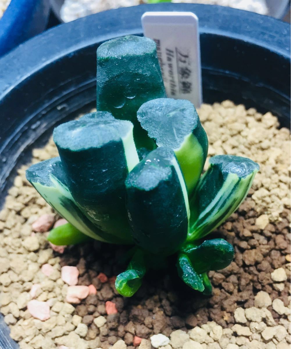 万象錦 仔付き 多肉植物 ハオルチア 9c 多肉植物 ハオルチア オーロラ
