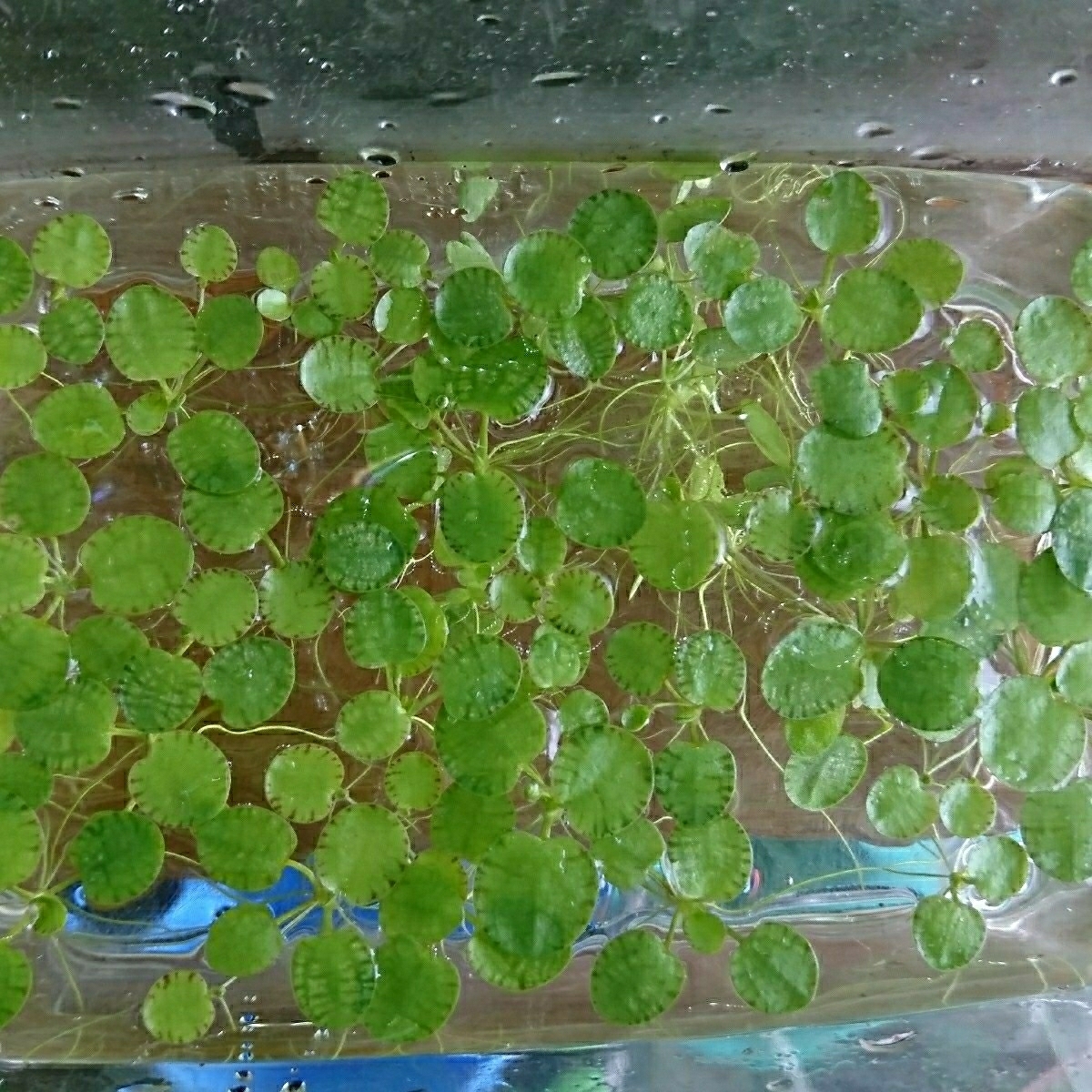 （浮草）ドワーフフロッグビット（無農薬）（20株以上）_1
