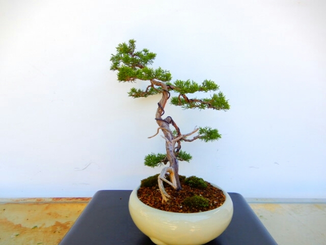 文人木 真柏盆栽 中品盆栽素材 ＼15日限定！5%OFF 真柏