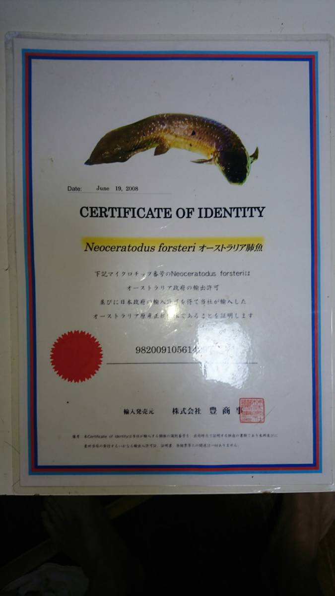 ネオケラ　Neoceratodus　forsteri オーストラリア肺魚の輸出許可証明証