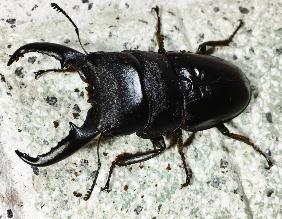 ≪タカラヒラタ 小宝島産 大型♂69mm♀45mm♀44mmトリオ≫☆良血統