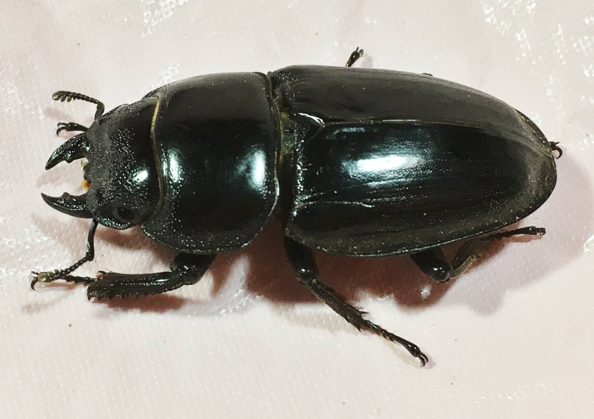 ≪タカラヒラタ 小宝島産 大型♂69mm♀45mm♀44mmトリオ≫☆良血統