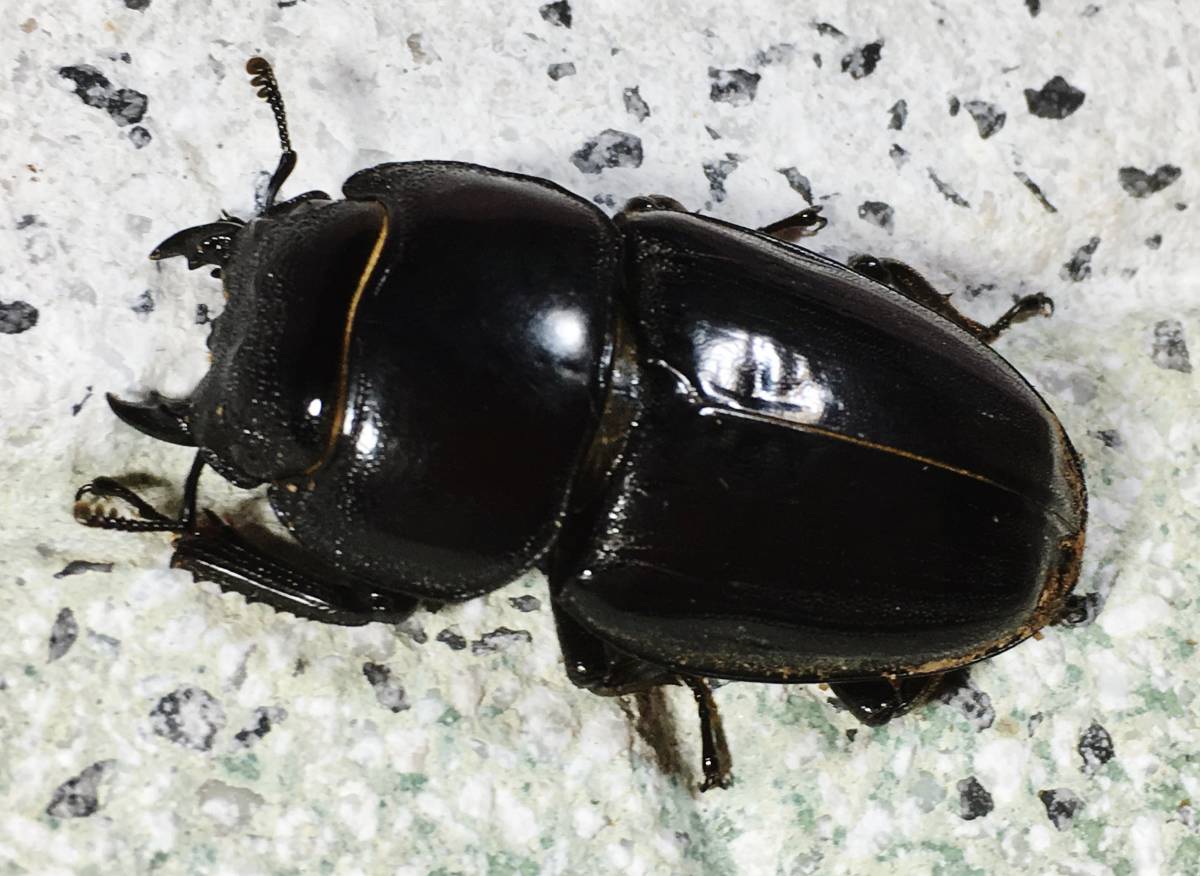 ≪タカラヒラタ 小宝島産 大型♂69mm♀45mm♀44mmトリオ≫☆良血統