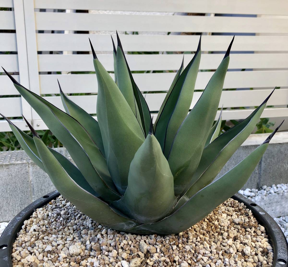 特選抜株 Agave titanota FO-076 超幅広 巻き最高 / 多肉植物アガベ