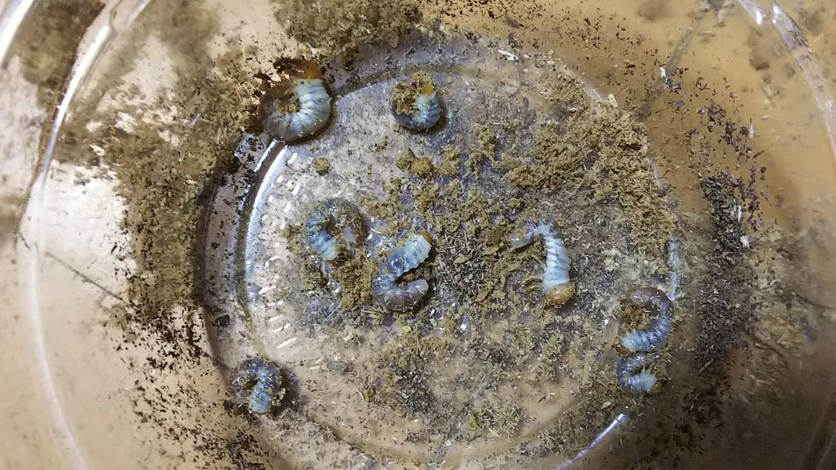 ★マツノ久留米血統オオクワガタ幼虫９頭★