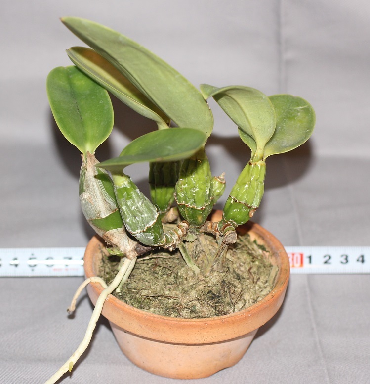 coerulea walkeriana 洋蘭原種 カトレア Cattleya - C. Yahoo