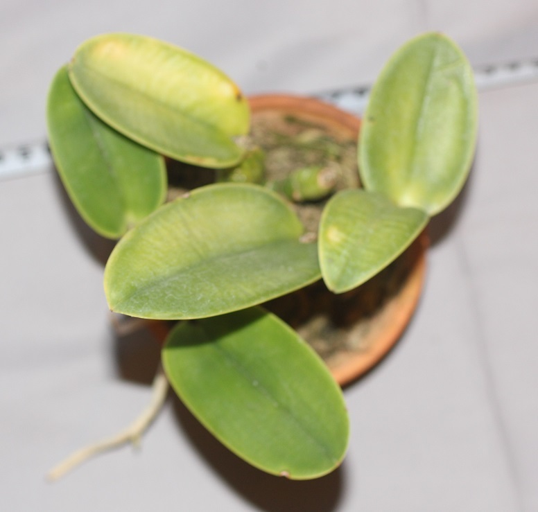 coerulea walkeriana 洋蘭原種 カトレア Cattleya - C. Yahoo