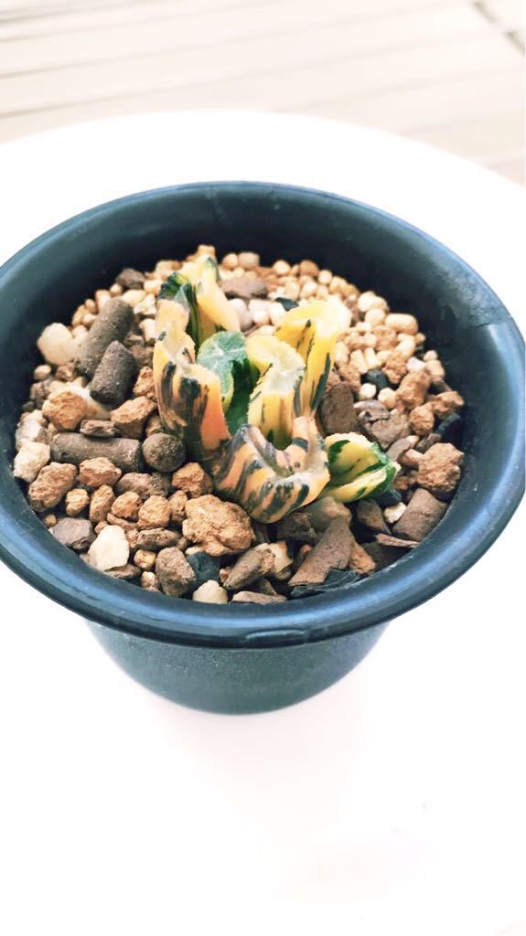 多肉植物 ハオルチア 白妙万象錦 極上斑 多肉植物 ハオルチア 白妙万象錦 極上斑 【公式通販】