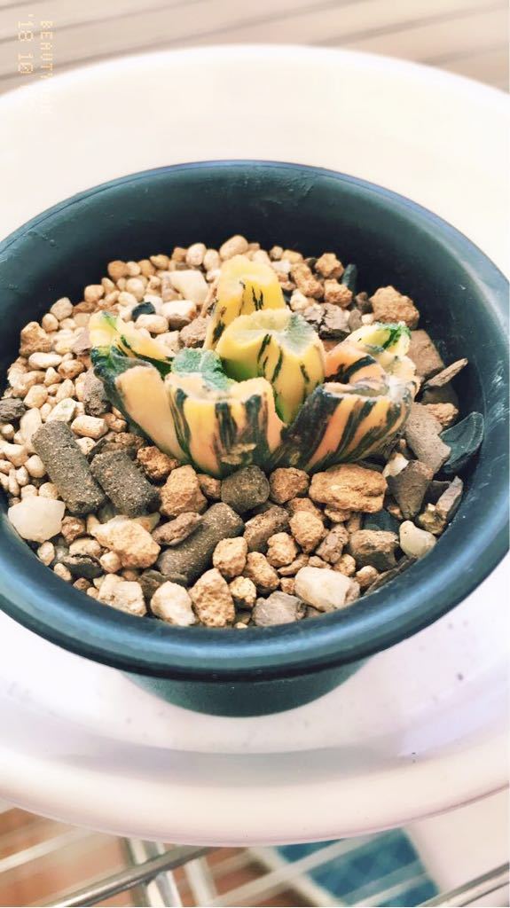多肉植物 ハオルチア 白妙万象錦 極上斑 多肉植物 ハオルチア 白妙万象錦 極上斑 【公式通販】